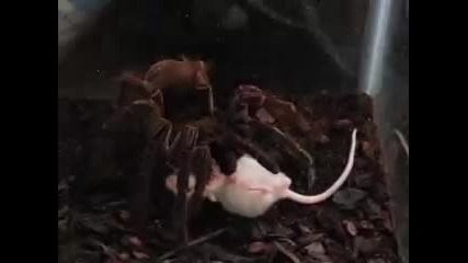 Ужасяващо Огромна тарантула ловува мишка !!! 
