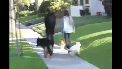 Miley Cyrus Walks Her New Puppy 