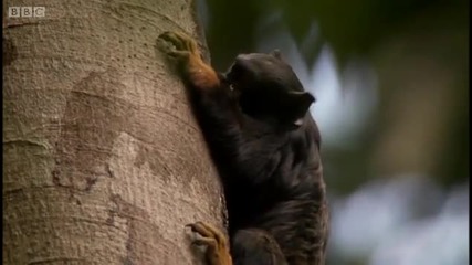 Golden - handed tamarin monkey - Expedition Guyana - Bbc 