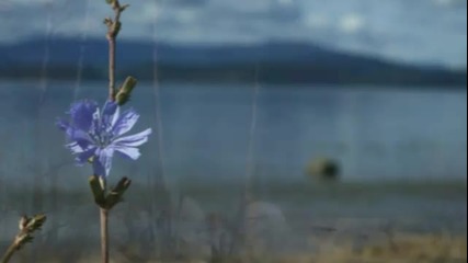 Топ балада - Lake Of Tears - To blossom blue