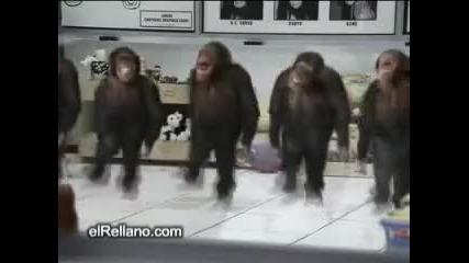 5 смешни маймуни танцуват