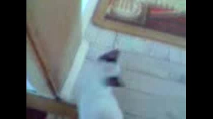tomi 