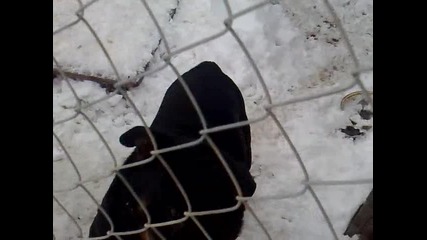 www.dog - varna.com /rotvailer/rottweiler/ротвайлер/grozdev