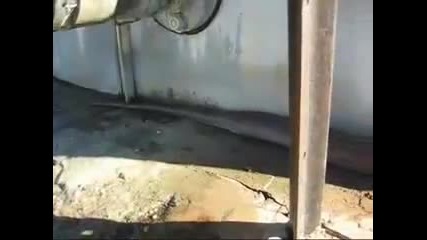 Намериха най дългата змия мъртва