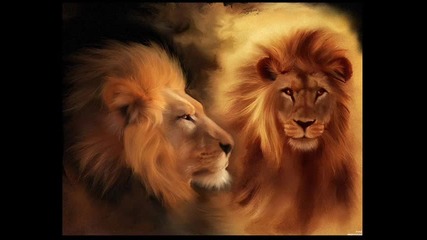 Лъвове - гордост, сила, красота...
