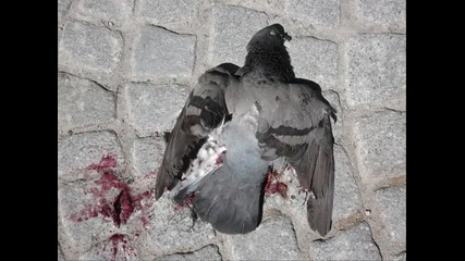 Pigeon Crusher - Torbay Crime 