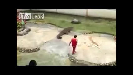 Опасен номер с крокодил