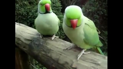 Говорящи папагали разговарят помежду си
