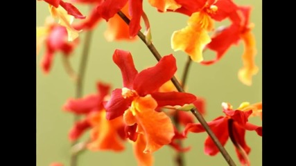 Валс на орхидеите... ...(richard Abel)... ...