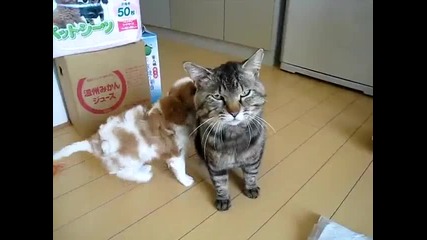 Добри Приятели .. Сладури