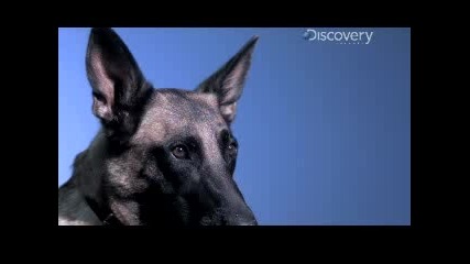 Забавен Кадър - Как Кучетата Улавят