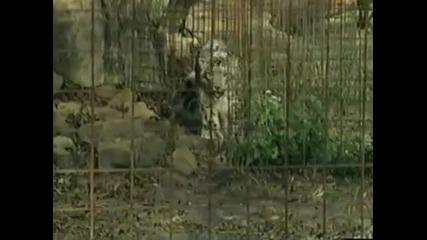 The Most Extreme on Animal Planet