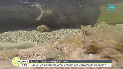 Защо все по-рядко мидите присъстват от менюто по морето