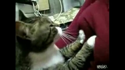 Коте мачка гърди (смях)