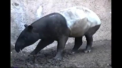 Тапир настъпва пениса си !