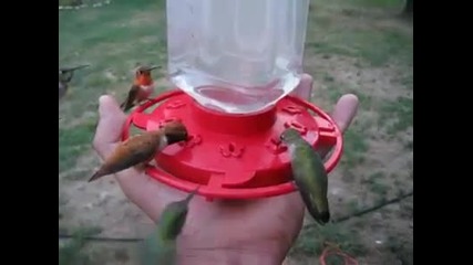 Колибрита пият вода