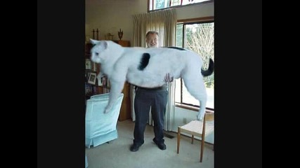 strange animals 