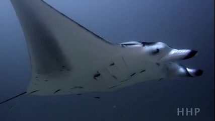 Морския свят на Малдивите 