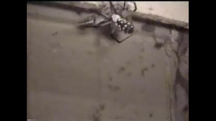 Паяк Хваща Скорпион