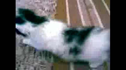 сладко коте