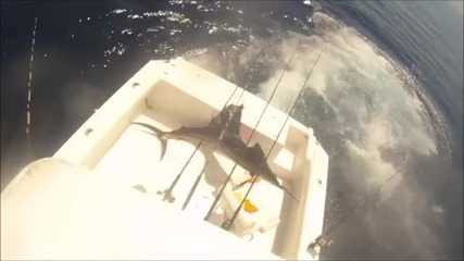 Опасна риба Меч скача на борда на яхта ..