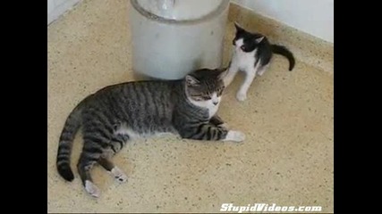Котето Натупа Майка Си