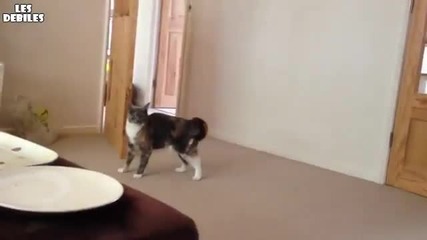 Това Със Сигурност Е Котката На Чък Норис ! ! !