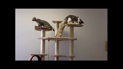 Луксозна къща за котки...