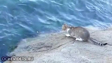 Котка лови риба