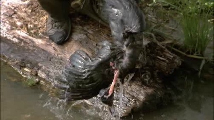 Most Dangerous River Monsters - Videos - Animal Planet 