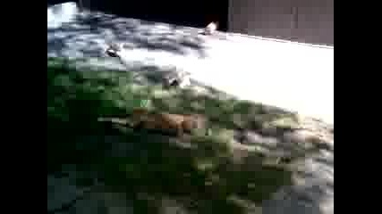 Котка Хваща Гълъб.3gp