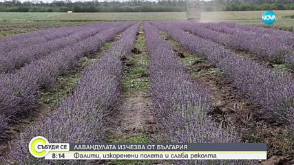 Лавандуловите насаждения у нас са намалели наполовина