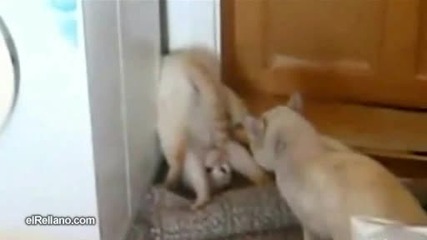 Liveleak.com - Cat fight