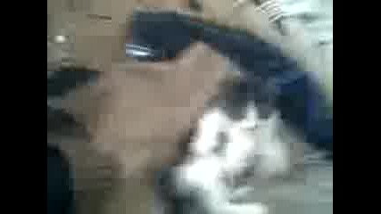 selo vladinq :d