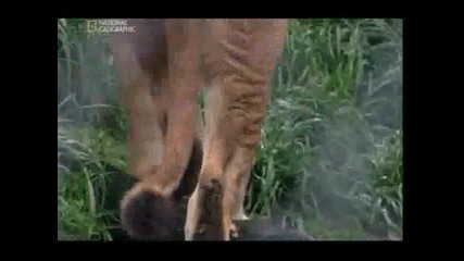 Нападнат от лъвове