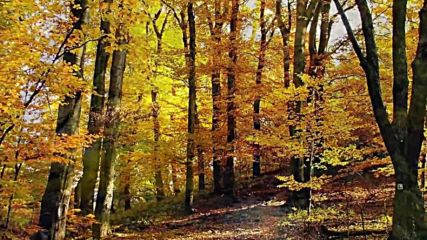 Ad Autumn Day