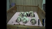 Панда бум в Китай
