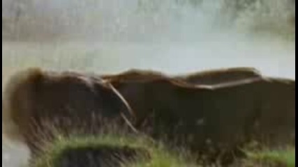 Lion Fight - Animal Planet 
