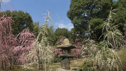 Koan - Sakura