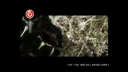 Хитчето без граници! T. I. ft. Justin Timberlake - Dead & Gone 