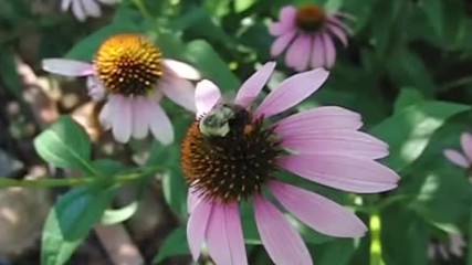 Пчели събират прашец от цвят на Ехинацея - видео на бавен кадър
