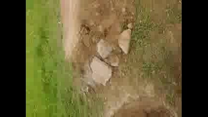 dupkata koqto preska4at malki baikar4eta; p