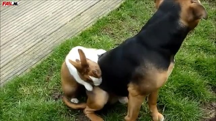 Заек се опитва да прави Sex с куче