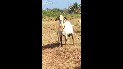 Еректирала коза гордо уринира в устата си
