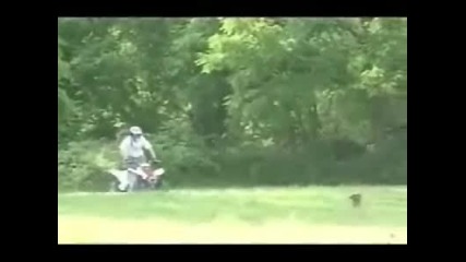Атв срещу дърво, смях
