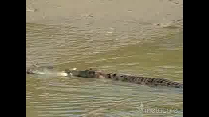 Глупав Крокодил