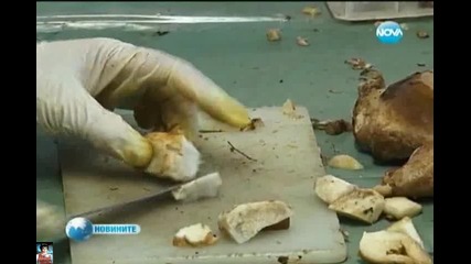 Преработка на гъби без анализ от лаборатории