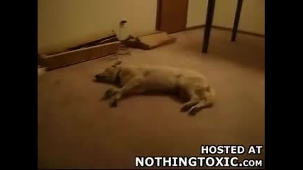 Куче сънува