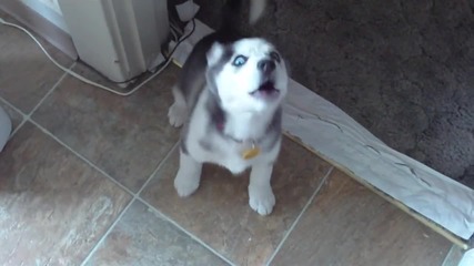 Husky Puppy Talking saying _i love you_