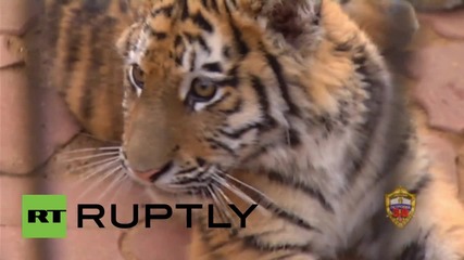 Russia: Amur tiger cub adopted by Moscow police